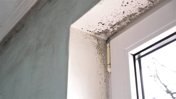 Best Post-Construction Mold Inspection  in Banning, CA