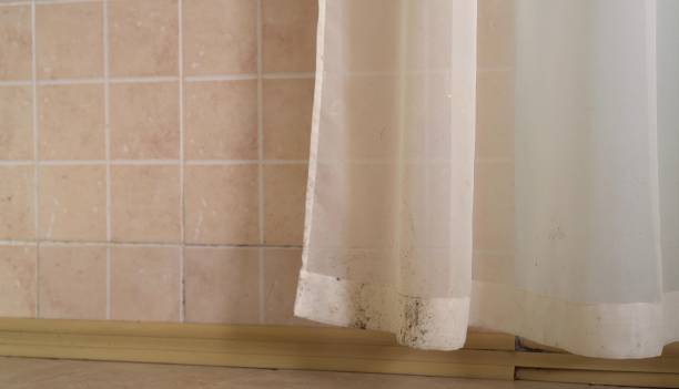 Professional Mold Removal in Banning, CA