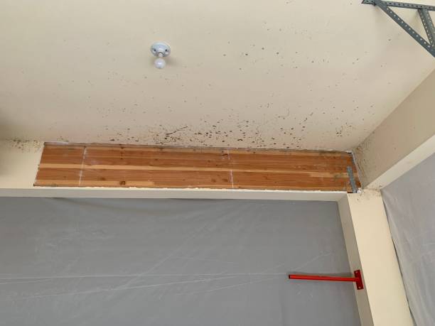 Mold Remediation for Vacation Homes in Banning, CA