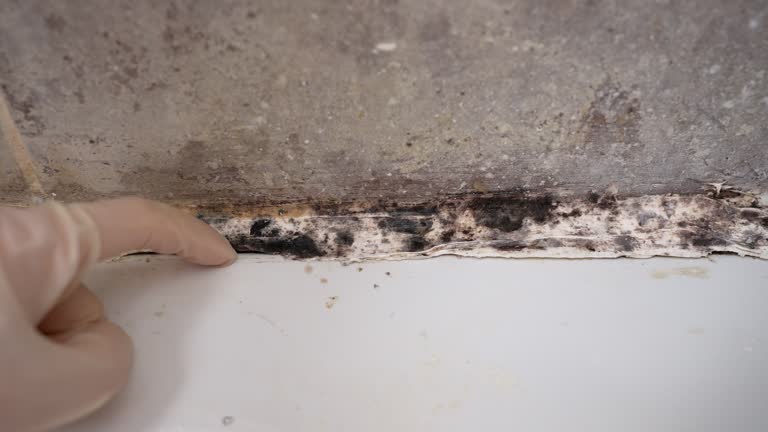 Mold Remediation for Rental Properties in Banning, CA